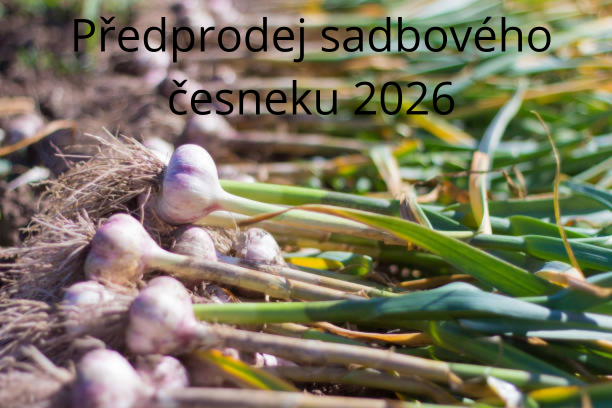Sadbový česnek