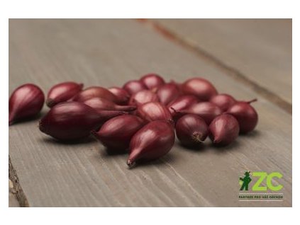 sazecka cibule ozima cervena akado