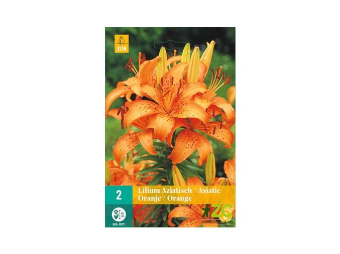 lilie asiatic orange