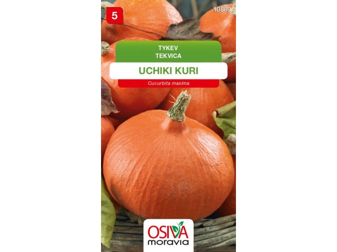 tykev velkoploda uchiki kuri 10 s