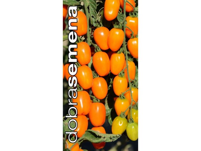 rajce tyckove appleberry orange f1 6 s