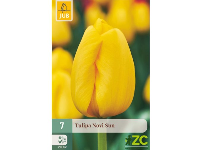 Karta Tulipán Novi Sun (7 cibulí)