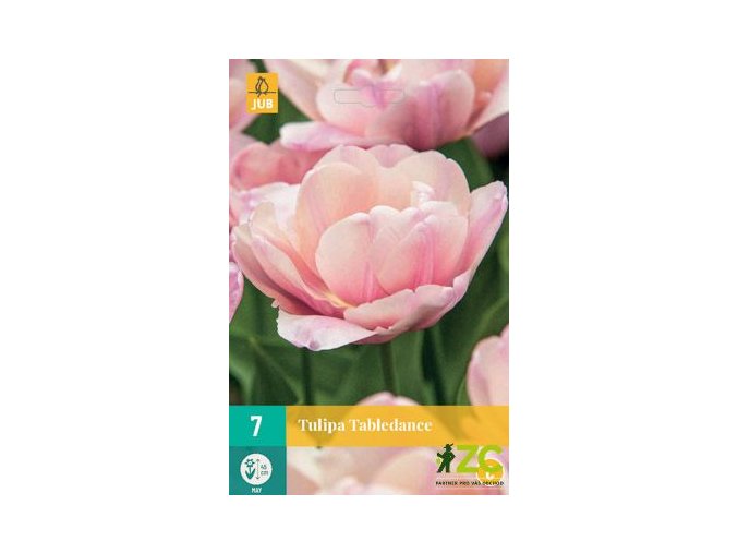Karta Tulipán Tabledance (7 cibulí)