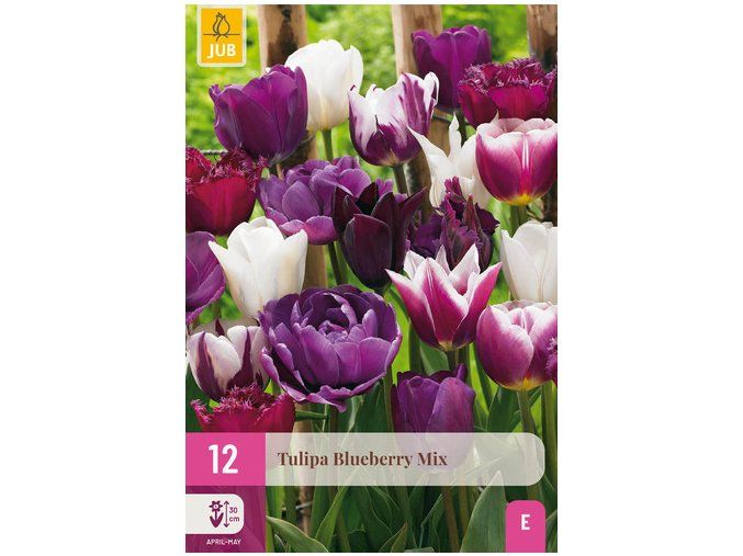 Karta XXL Tulipán Blueberry Mix (12 cibulí)