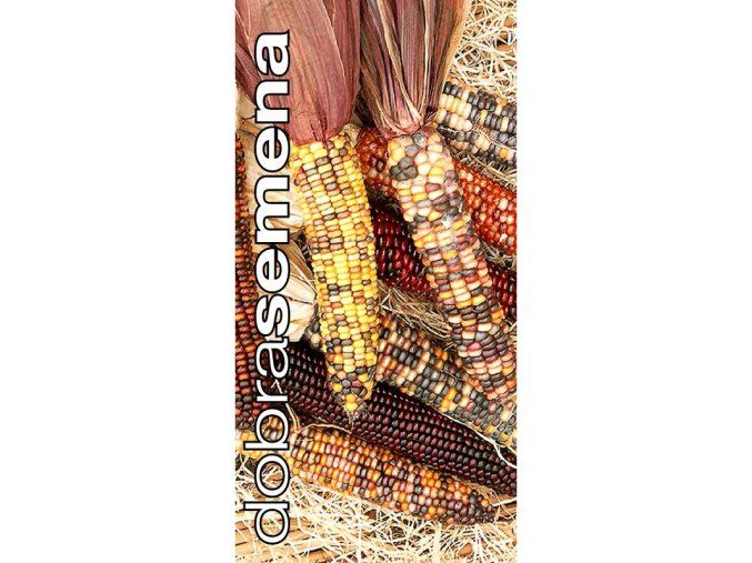 kukurice-attraction-f1-okrasna-4-g