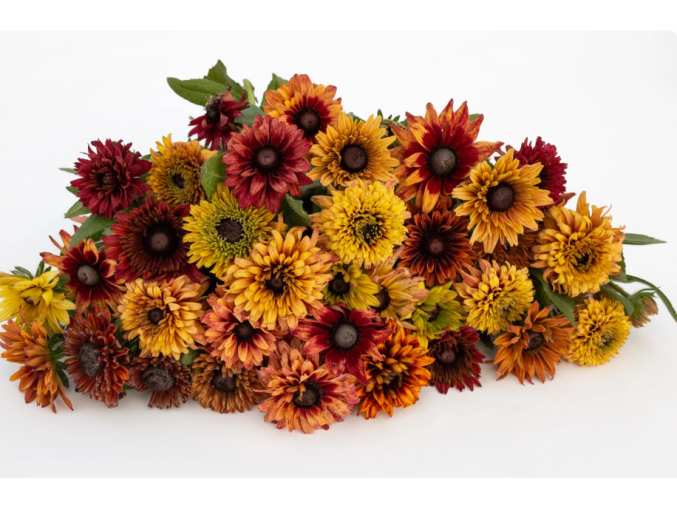 rudbekie-sahara-30s