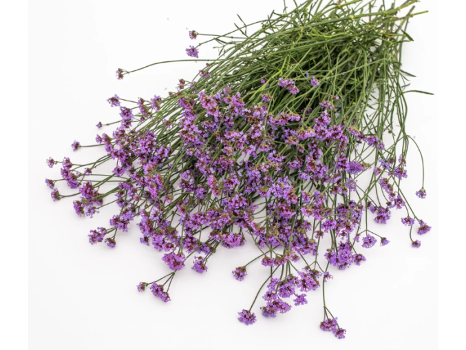 verbena-argentinska-vanity-100s