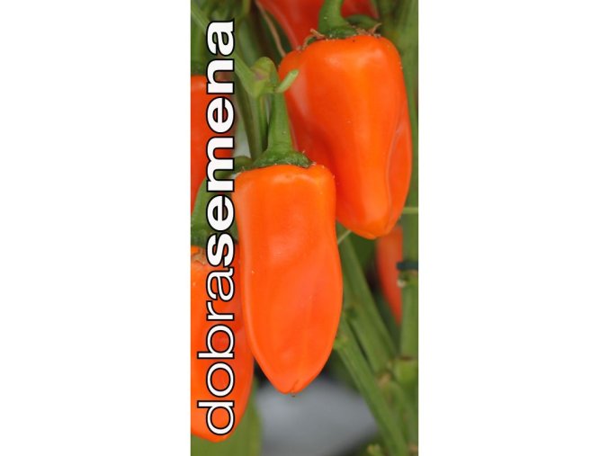 snacking orange f1 10 s