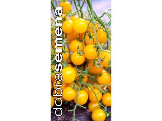golden currant wild tomato 10 s