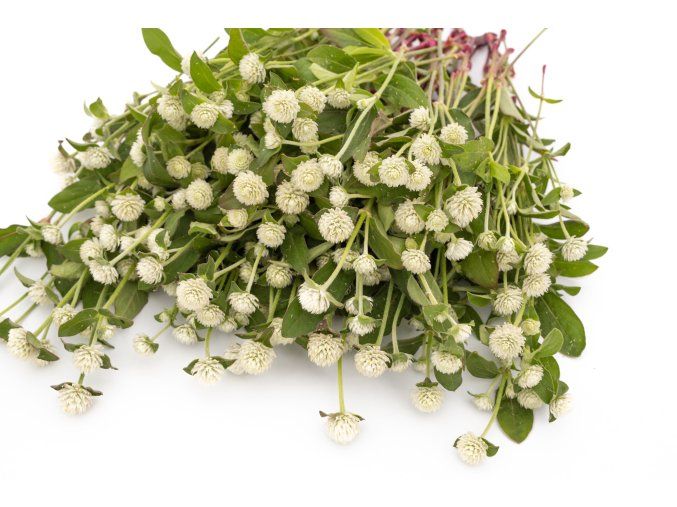 pestrovka kulovita qis white 100s
