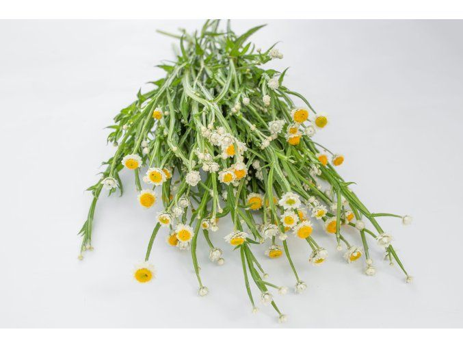 piskozil kridlaty grandiflorum 500s