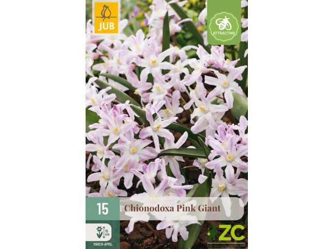 ladonicka chionodoxa pink giant 15 cibuli