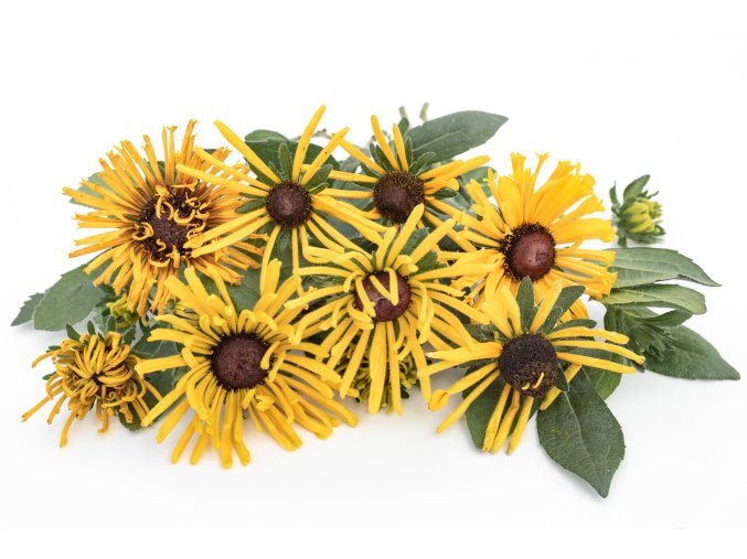 rudbekie chim chiminee 100s