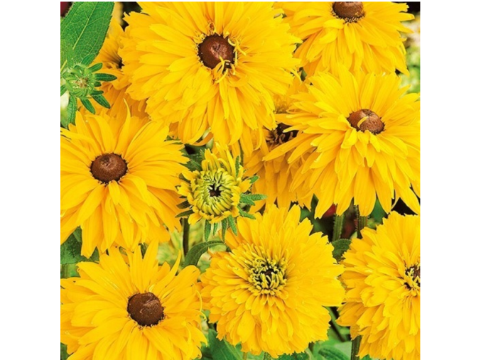 rudbekie-double-golden-daisies-30s