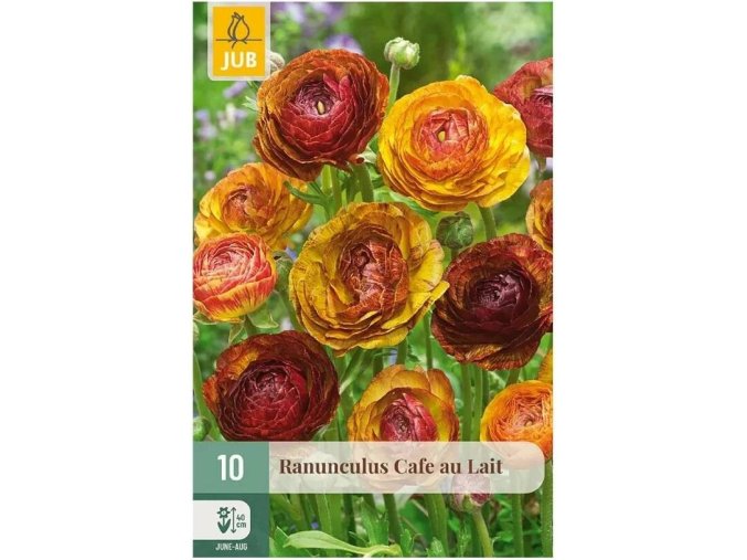 Karta Pryskyřník Ranunculus Cafe Au Lait (10 cibulí