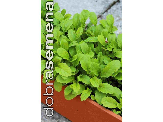 ROKETA SETÁ - WASABI 1 g
