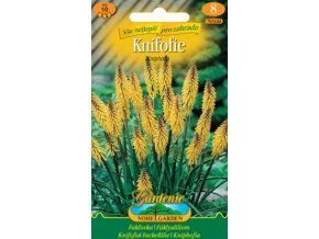 Knifofie žlutá