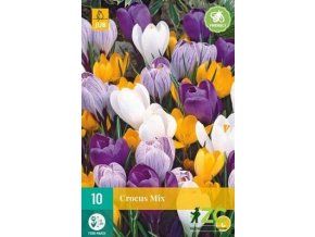 Karta Krokus Large Flowering Mix (10 cibulí)
