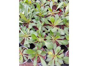 STATICE TATARIKA - SUCHOBÝL TATARSKÝ květník 9 cm