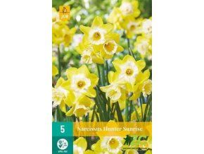 Karta Narcis Hunter Sunrise (5 cibulí)