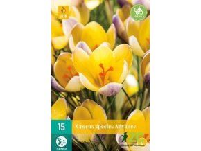 Karta Krokus Advance (15 cibulí)