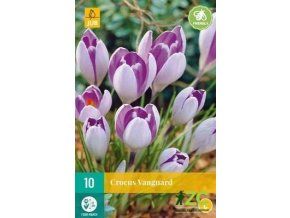 Karta Krokus Vanguard (10 cibulí)