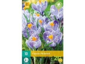 Karta Krokus Pickwick (10 cibulí)
