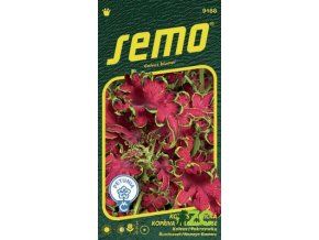 koleus-africka-kopriva-colocha-rose-40-p