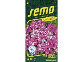 petunie mnohokveta dot star deep pink f1 40 p