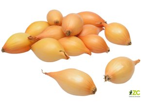 Sazečka cibule ozimá - Augusta