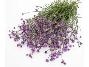 verbena-argentinska-vanity-100s