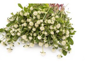 pestrovka kulovita qis white 100s