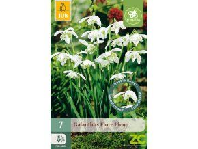 snezenka galanthus flore pleno 10 cibuli