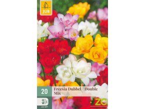 freesia