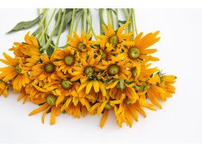 rudbekie irish eyes 500s