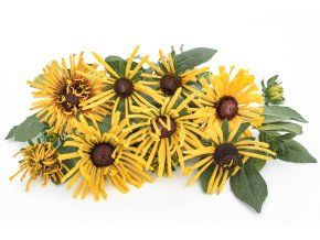 rudbekie chim chiminee 100s