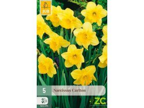 karta narcis carlton 5 cibuli