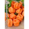 PAPRIKA ČÍNSKÁ - Bahmanian Goa