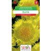 Chrpa velkohlavá žlutá 0.6 g