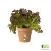 kvetinac green basics mild terra