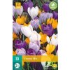 Karta Krokus Large Flowering Mix (10 cibulí)