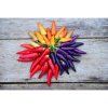 paprika bolivian rainbow rocni chilli 10 s4