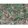 agrobio microcat flic inporo 3