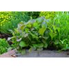 red giant mustard listova horcice 2 g1