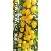 rajce tyckove appleberry yellow f1 6 s