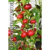 trinidad hot cherry 15 ks paprika rocni