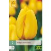 Karta Tulipán Novi Sun (7 cibulí)