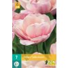 Karta Tulipán Tabledance (7 cibulí)