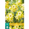 Karta Narcis Hunter Sunrise (5 cibulí)