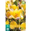 Karta Krokus Advance (15 cibulí)